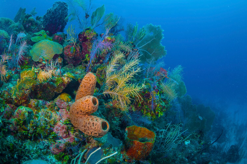 The coral ecosystem is the Gardens of the Queen appears more resilient to the increasing pressures of climate change.